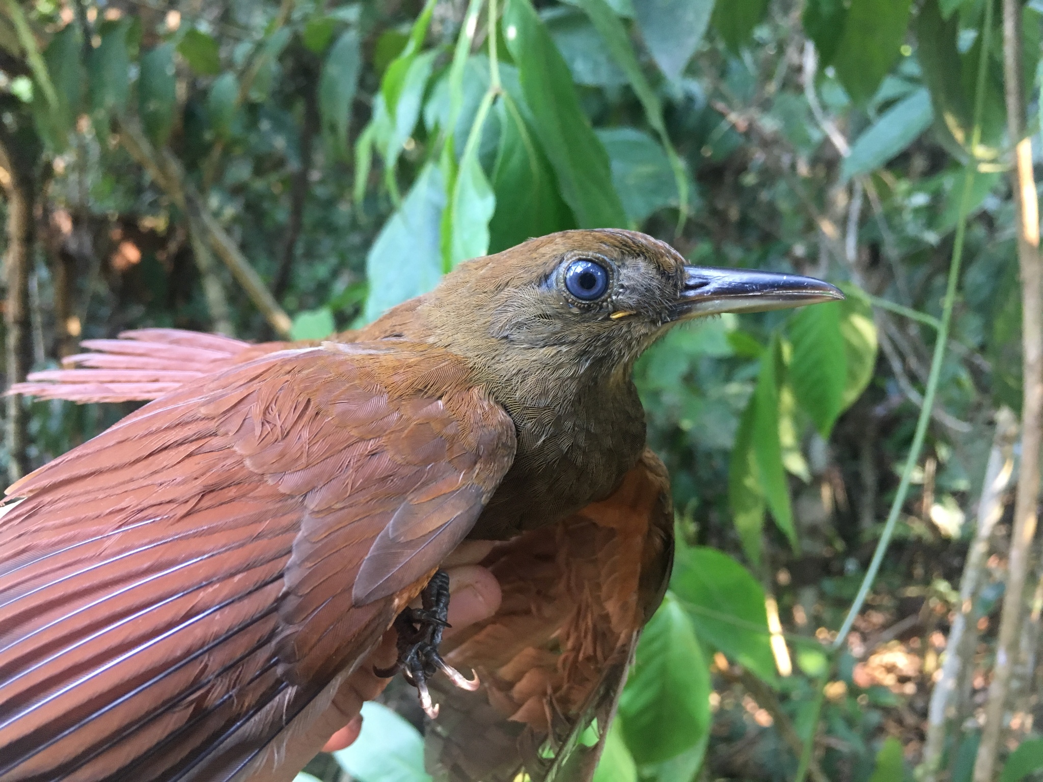 White-chinned Woodcreeper (Dendrocincla merula), photo 1