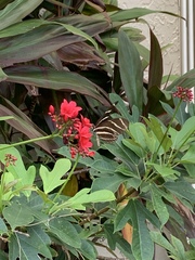 Heliconius charithonia