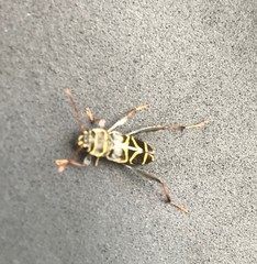 Neoclytus scutellaris