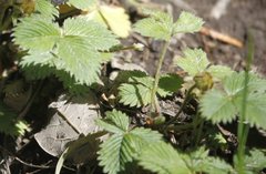 Fragaria nubicola