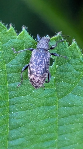Phyllobius pilicornis, Noordwijkerhout, Nederland, photo 8 of 10