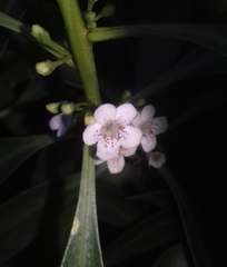 Myoporum montanum