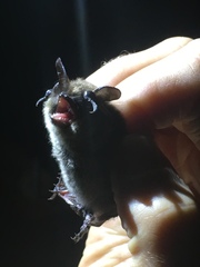 Myotis mystacinus