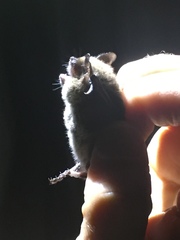 Myotis mystacinus