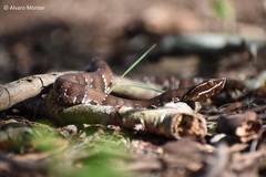 Agkistrodon russeolus