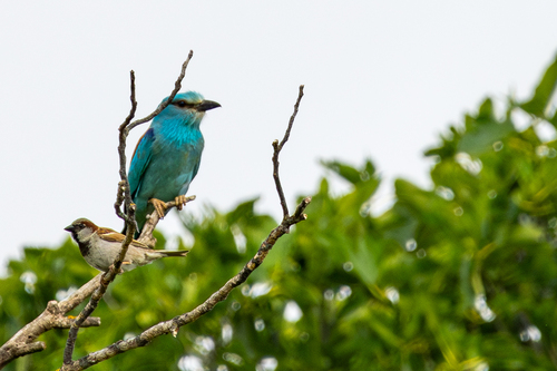 Carraca europea (Coracias garrulus)