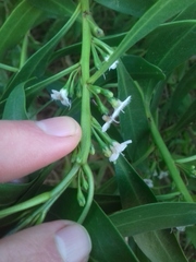 Myoporum montanum