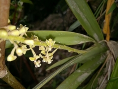 Mycaranthes