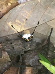 Gasteracantha clavigera