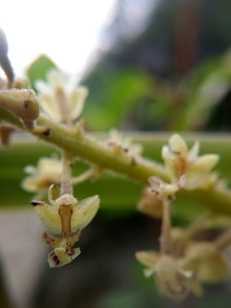 Mycaranthes lobata