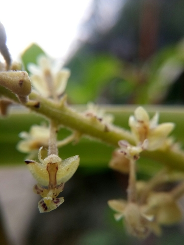Mycaranthes lobata