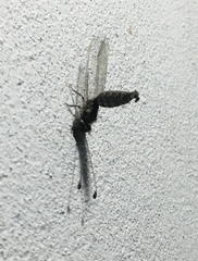 Ascalaphinae