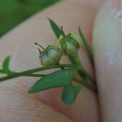 Linum virginianum