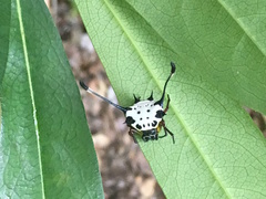 Gasteracantha clavigera