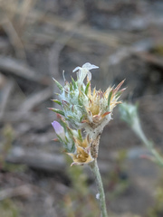 Eriastrum wilcoxii