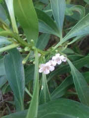 Myoporum montanum
