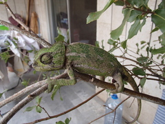 Chamaeleo chamaeleon recticrista