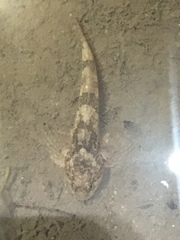 Cottus gobio