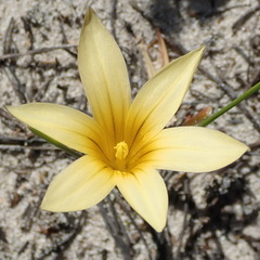 Romulea flava flava