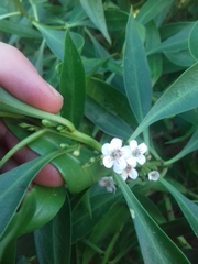 Myoporum montanum