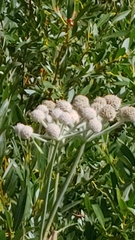 Angelica capitellata