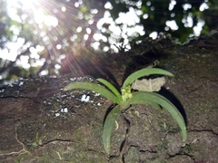 Phreatia plantaginifolia