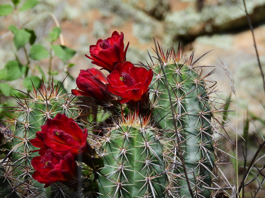 Arizona Hedgehog Cactus
