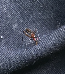 Cardiacephala guttata