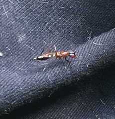 Cardiacephala guttata