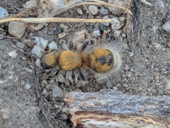 Sphaeropthalma mendica