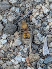 Sphaeropthalma mendica