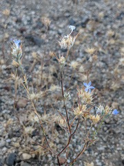 Eriastrum wilcoxii