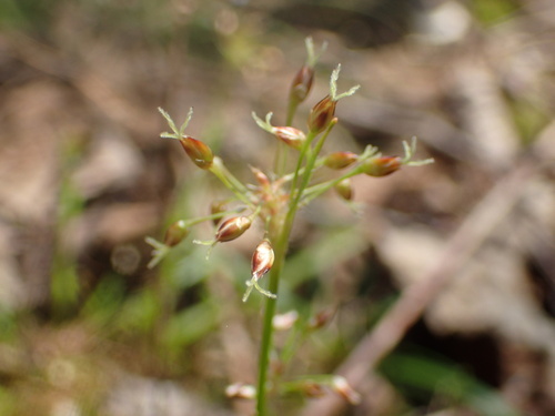 Image of Luzula acuminata by no rights reserved