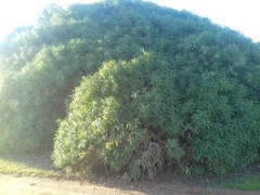 Myoporum montanum