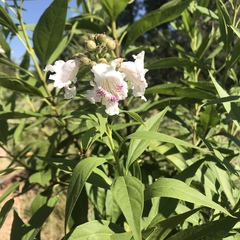 × chitalpa tashkentensis