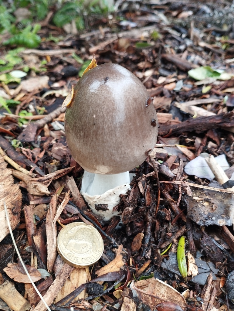 Volvopluteus gloiocephalus · May 2025 · photo: © geoffr (iNaturalist, cc0)