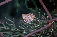 Leptotes pirithous