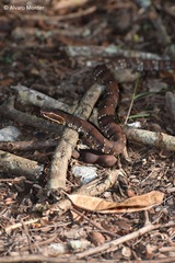 Agkistrodon russeolus