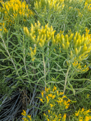 Chrysothamnus viscidiflorus viscidiflorus