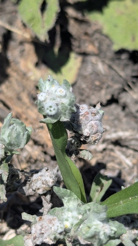 Image of Diaperia verna by no rights reserved