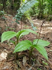 Crepidium junghuhnii