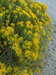 Chrysothamnus viscidiflorus viscidiflorus