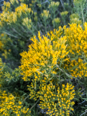 Chrysothamnus viscidiflorus viscidiflorus