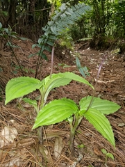 Crepidium junghuhnii