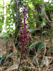 Crepidium junghuhnii