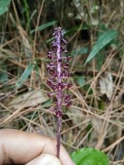 Crepidium junghuhnii
