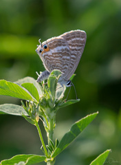 Leptotes pirithous