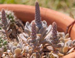 Orostachys malacophylla iwarenge