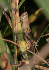 Eyprepocnemis plorans