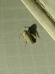 Agalliini